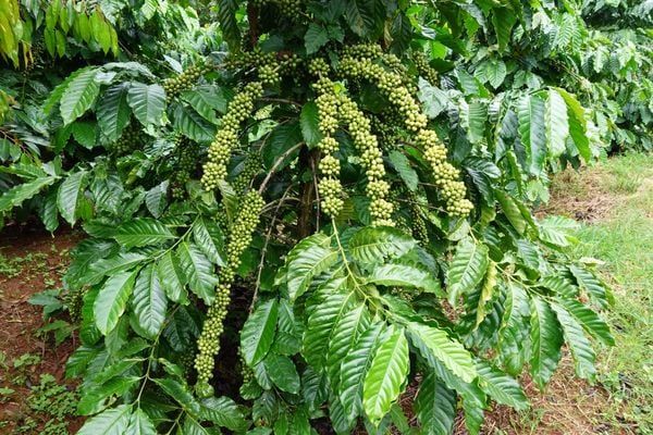 Hệ Thống Tưới Cho Cây Cà Phê Chuyên Nghiệp & Đột Phá Bền Vững