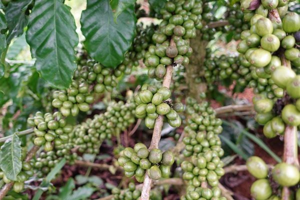 Hệ Thống Tưới Cho Cây Cà Phê Chuyên Nghiệp & Đột Phá Bền Vững